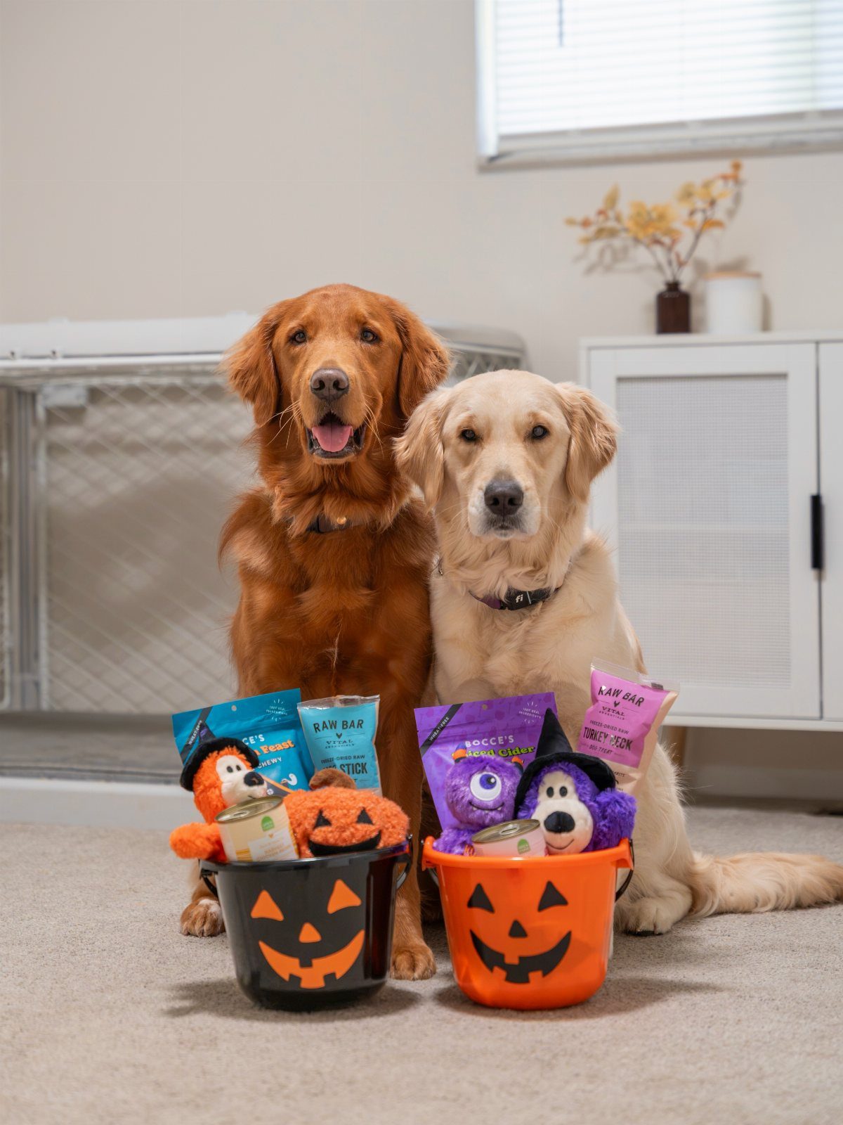 Two Golden Retrievers sitting behind pumpkin buckets filled with Halloween dog toys and treats.