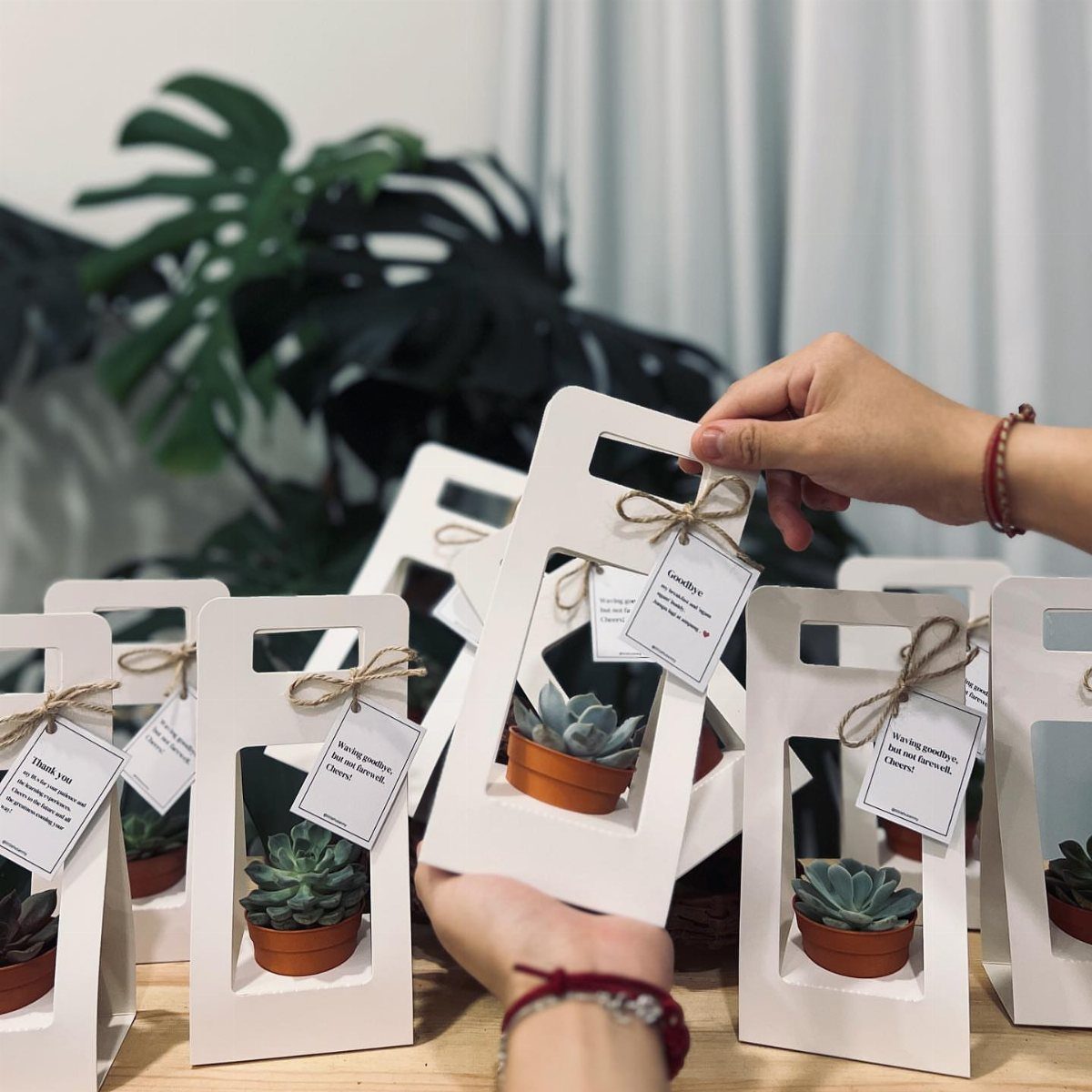 Small succulent plants in terracotta pots inside white cardboard gift carriers with tags.