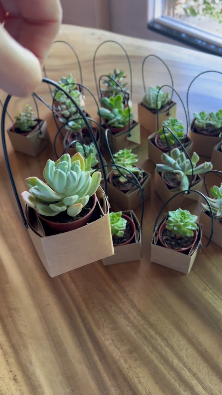 Small succulent plants in brown cardboard cube holders with black wire handles.