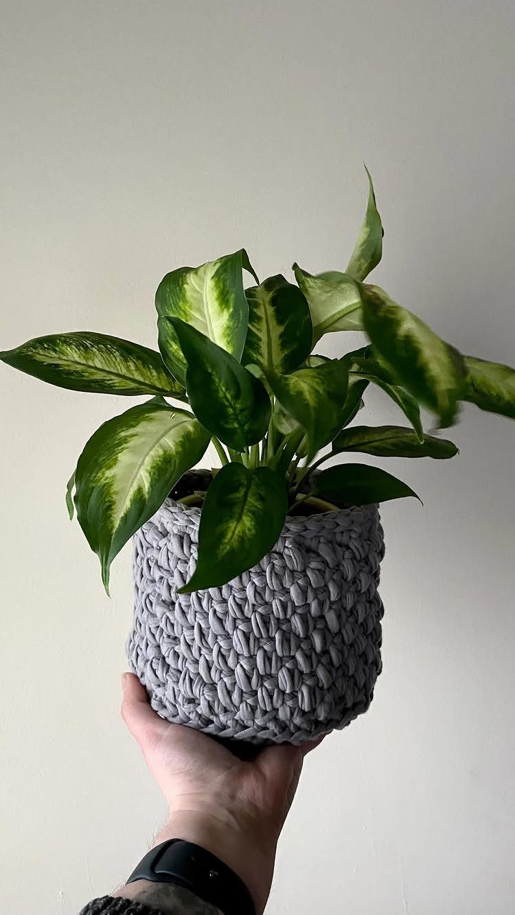Grey chunky crochet planter holding a green variegated plant held by a hand.