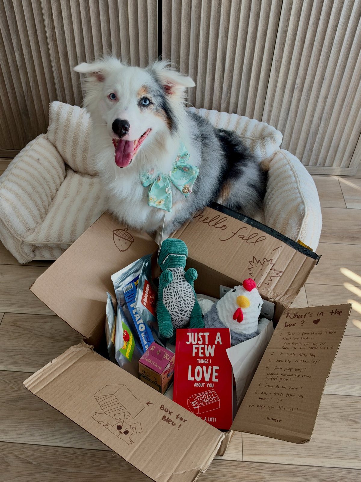 Fluffy dog sitting behind a cardboard gift box filled with pet toys and treats.