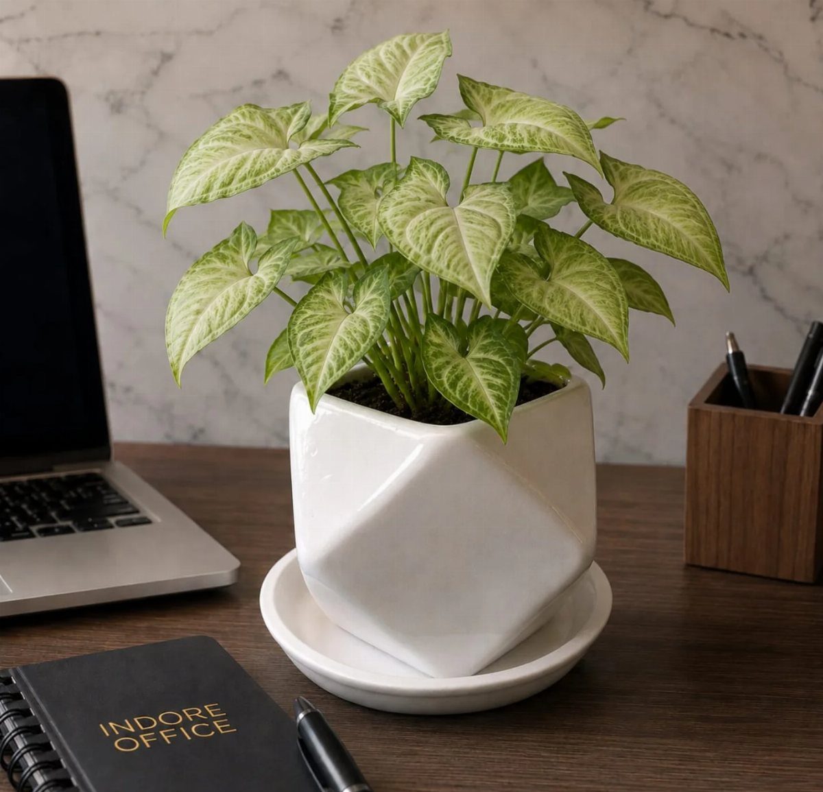 12 Gift Ideas for the Office Your Coworkers Will Use 1 Small variegated plant in a white geometric pot on a wooden office desk