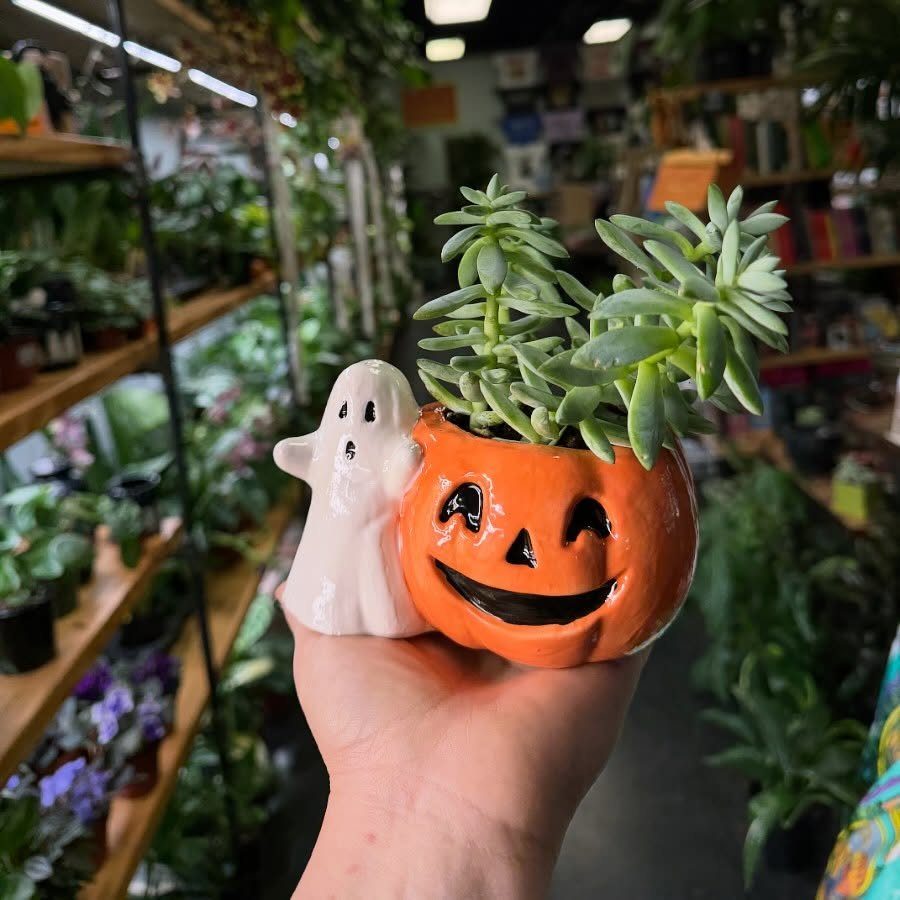 Pumpkin-shaped ceramic planter with a succulent and a small white ghost figurine.