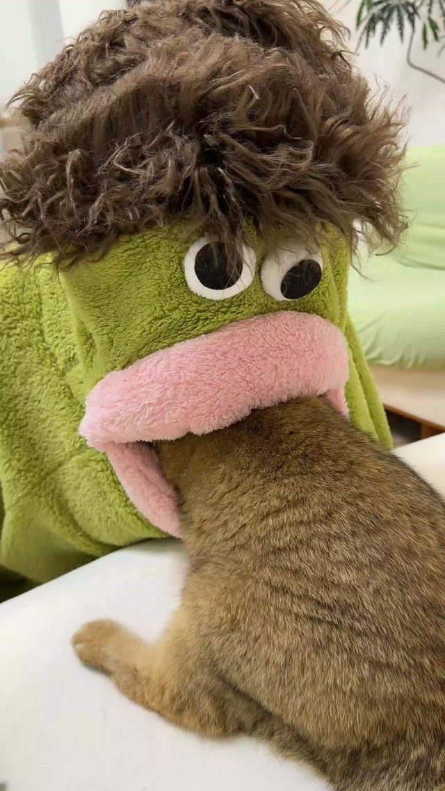 Brown tabby cat playing with a green plush monster toy with curly hair.
