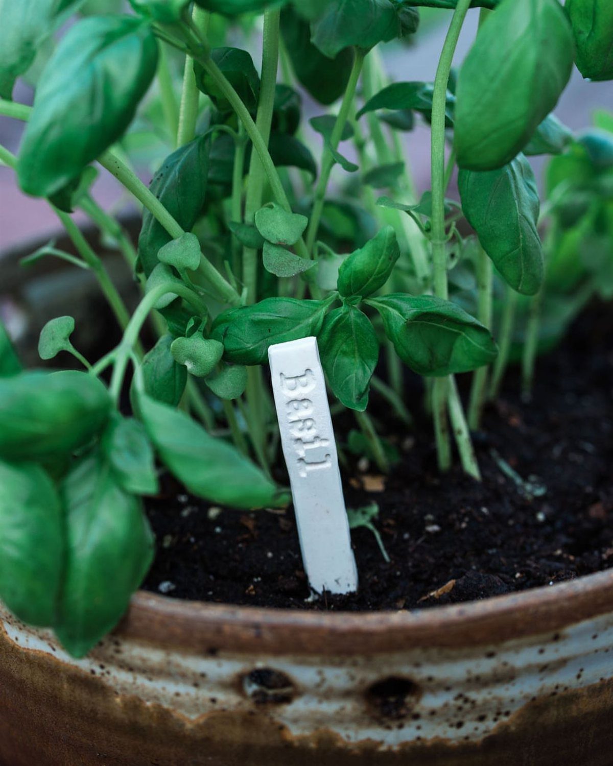 Basil plant in a ceramic pot with a white handmade garden marker.