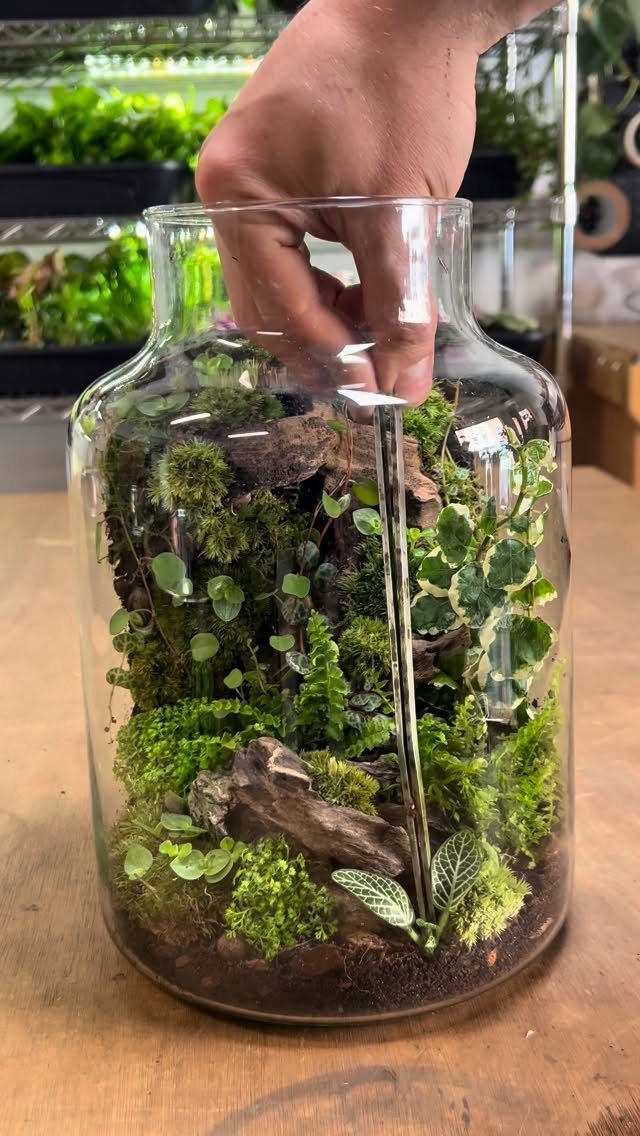 12 Useful Homemade Christmas Gifts People Will Use 4 Terrarium in a glass jar being assembled with moss and small plants.